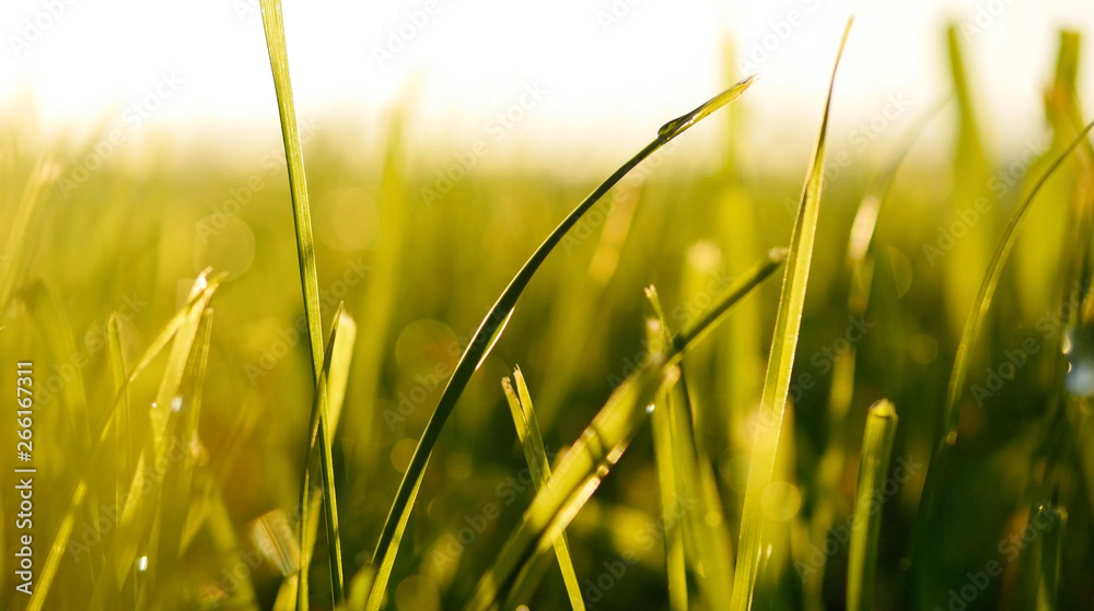 Green Grass Field Blooming in Spring Season 