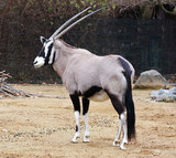 oryx gazelle in a park