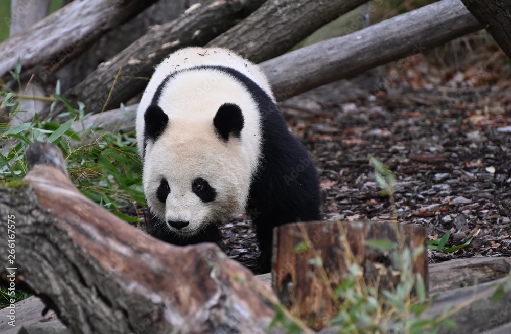 Fototapeta premium panda bear walks to look for bamboo