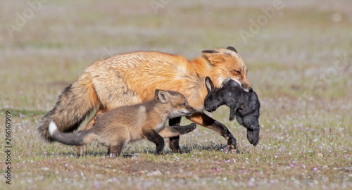 Red Fox and Kit with Rabbit