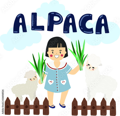 the girl feed alpaca with grass