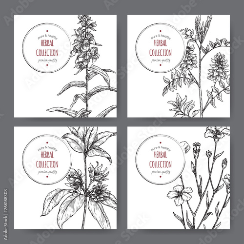 Four labels with star anise or badiane, liquorice, Digitalis and common flax sketch.