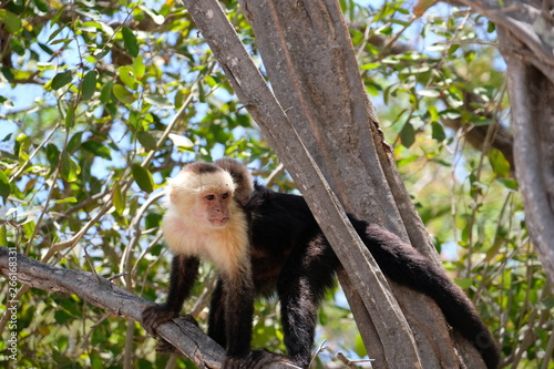 Cappucin monkey with a baby photo