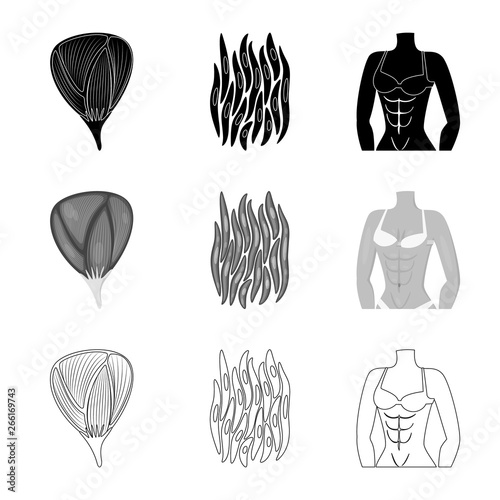 Vector illustration of fiber and muscular logo. Collection of fiber and body  vector icon for stock.
