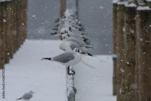 Gull is a row in the snow