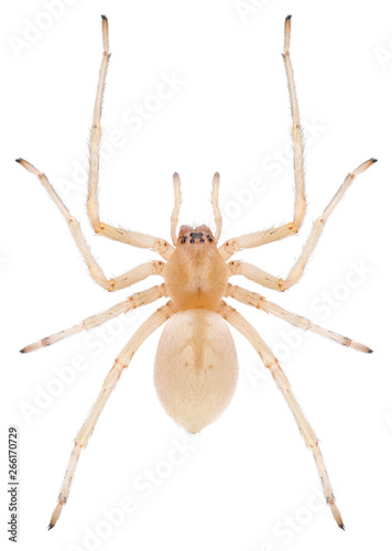 The Cheiracanthium mildei spider from the Eutichuridae family. Northern yellow sac spider isolated on white background. Dorsal view of yellow sac spider. photo