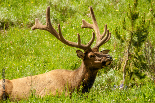 Bull Elk rests in the afternoon sun on a grass field
