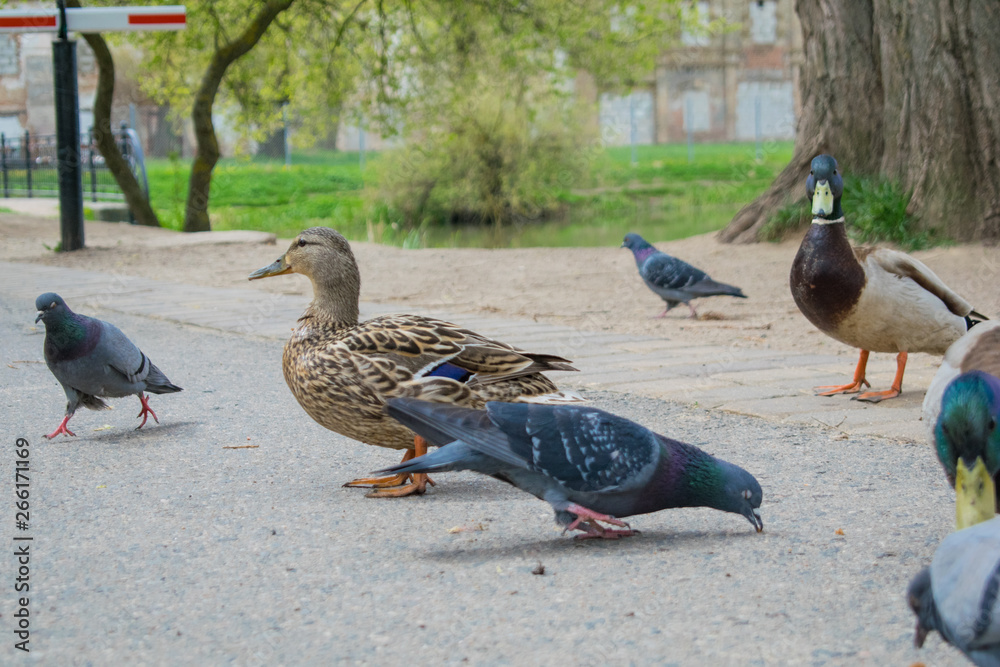 The pigeon Guillemont Cepphus columba is a black duck, like a bird with bright red legs, feeding near the shore The pigeon Guillemont Cepphus columba is a black duck, like a bird with bright red legs, feeding near the shore