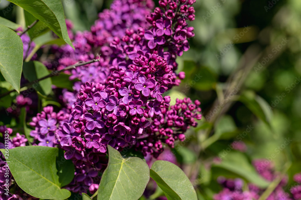 View of pink flowering syringa vulgaris common in the spring garden View of pink flowering syringa vulgaris common in the spring garden