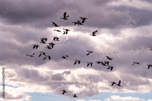 Close up of a flock of Snow Geese through a cloudy sky in the light of the evening © knowlesgallery
