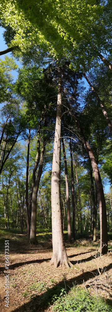 Fototapeta premium Wald