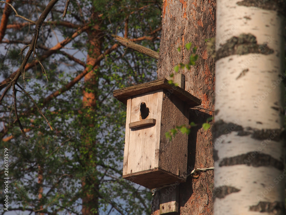 Starling looks out of the birdhouse. The bird on the nest.