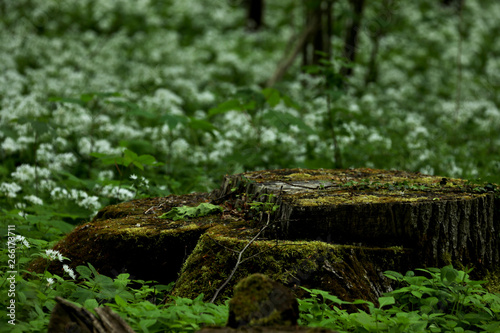 Blühender Bärlauch im Wald