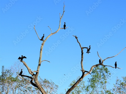 Swamp birds perched on the branches of a dried tree at Brazos Bend State Park photo