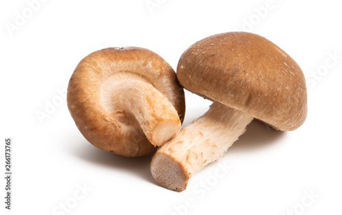 shiitake mushroom isolated