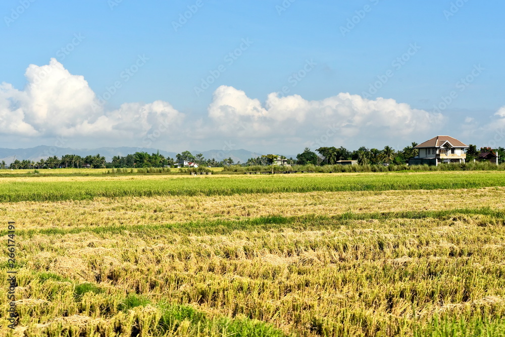 Around the Santiago City, Isabela, Philippines, Santiago City Sightseeing , Rice Field, one of major cities of rice procedures in the Philippines Around the Santiago City, Isabela, Philippines, Santiago City Sightseeing , Rice Field, one of major cities of rice procedures in the Philippines