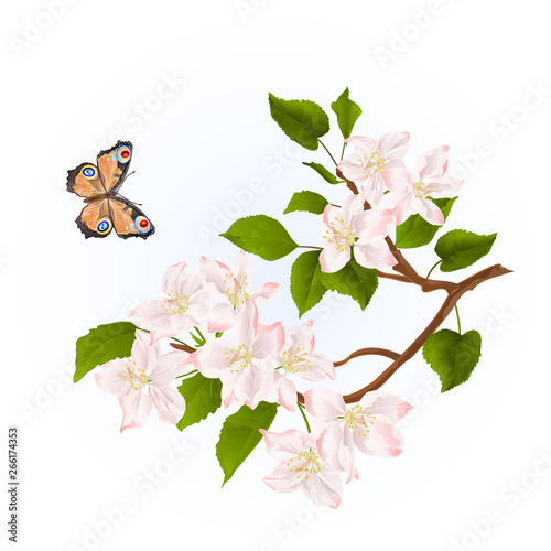 Branch of apple tree with flowers and butterfly watercolor nature background vintage illustration editable hand draw