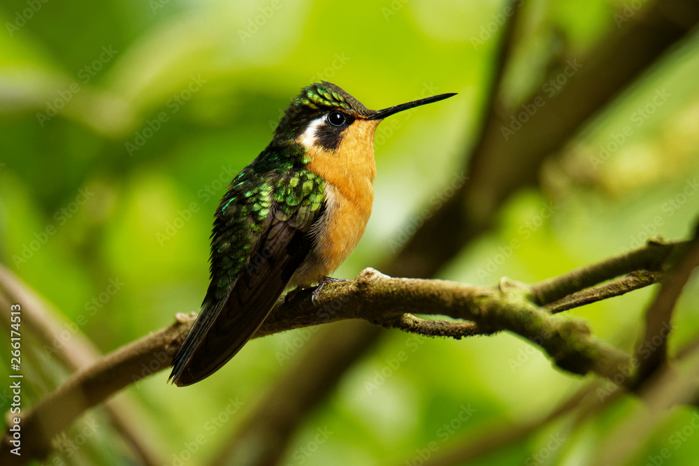 Purple-throated Mountain-gem - Lampornis calolaemus a hummingbird which breeds in the mountains of southern Nicaragua, Costa Rica and western Panama Purple-throated Mountain-gem - Lampornis calolaemus a hummingbird which breeds in the mountains of southern Nicaragua, Costa Rica and western Panama