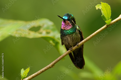 Purple-throated Mountain-gem - Lampornis calolaemus  a hummingbird which breeds in the mountains of southern Nicaragua, Costa Rica and western Panama photo