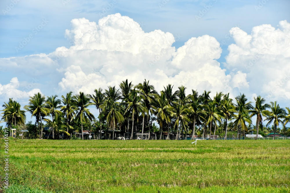 Obraz premium Around the Santiago City, Isabela, Philippines, Santiago City Sightseeing , Rice Field, one of major cities of rice procedures in the Philippines