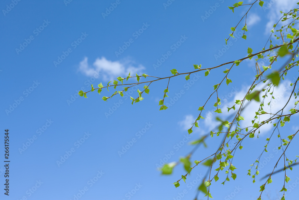 Spring natural background with young birch leaves Spring natural background with young birch leaves