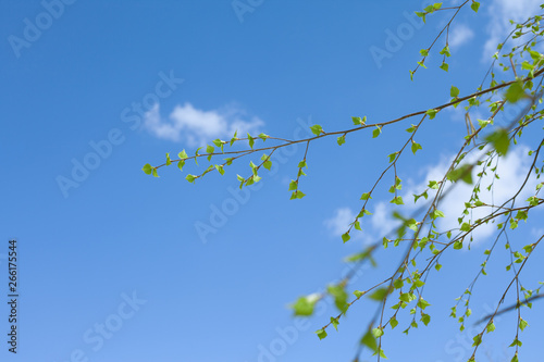 Spring natural background with young birch leaves