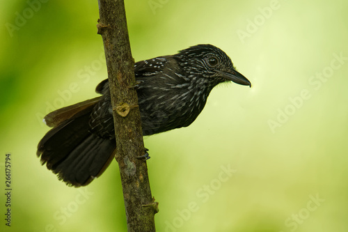 Black-hooded Antshrike - Thamnophilus bridgesi species of bird family Thamnophilidae, found in Costa Rica and Panama photo