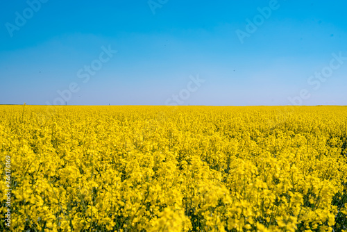 Blooming yellow rape field in the sunshine and bright blue sky