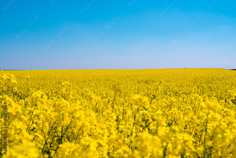 Blooming yellow rape field in the sunshine and bright blue sky