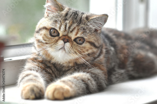 Schilderij op canvas Brown exotic shorthair kitten lies by the window and looks forward