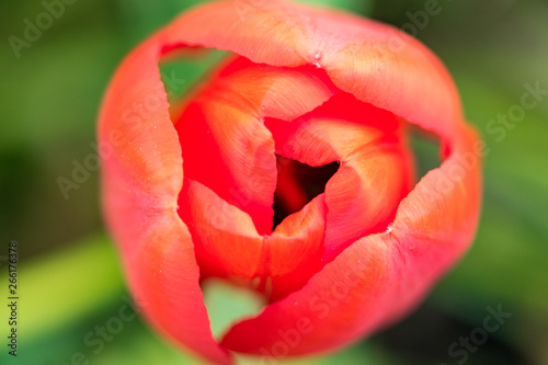 close up view of one red tulip flower bud from the top with creamy green background