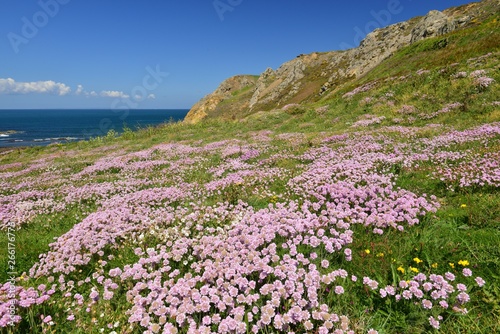Fototapeta Naklejka Na Ścianę i Meble -  L'Etacq, Jersey, U.K. Spring coastal landscape with Sea Thrift flowers.