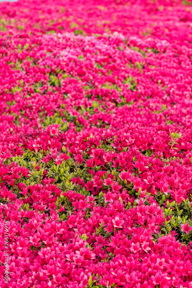 flower field in the park with dense red flowers blooming under the sun 
