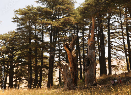 The cedar forest Arz er-Rabb in the lebanese mountains and winter-ski-area photo