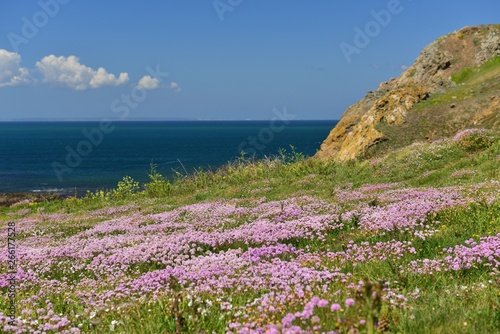 Sea Thrift, Jersey, U.K. Coastal Spring flowers.