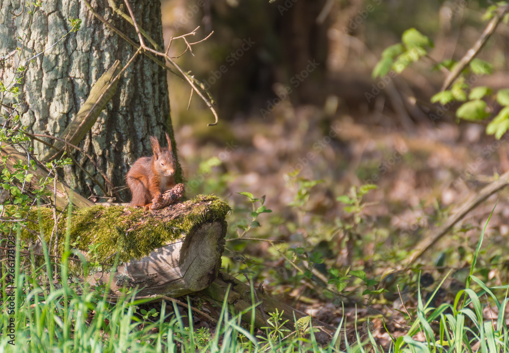 Red squirrel on a tree.Squirrel in the forest
