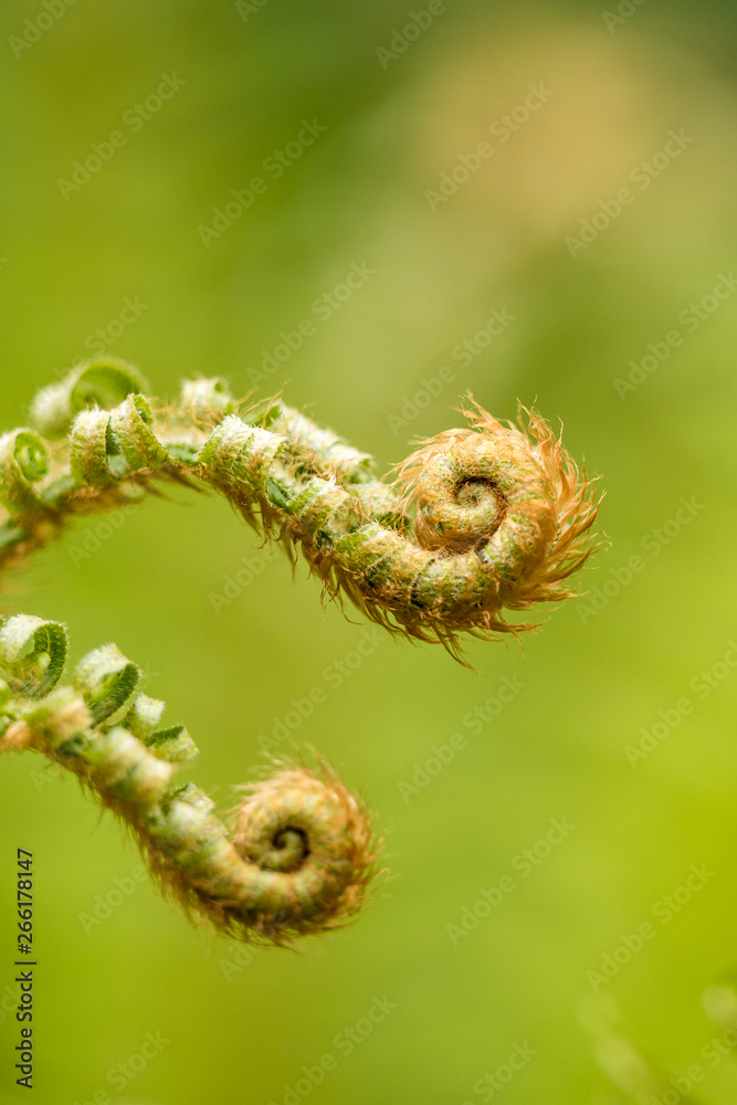 Fototapeta premium beautiful curving fern leaf with creamy green background