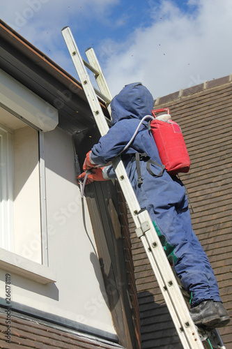 Destruction d'un nid de guêpes-8889