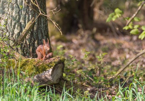 Red squirrel on a tree.Squirrel in the forest © mariusgabi