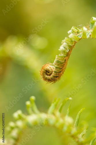 beautiful curving fern leaf with creamy green background