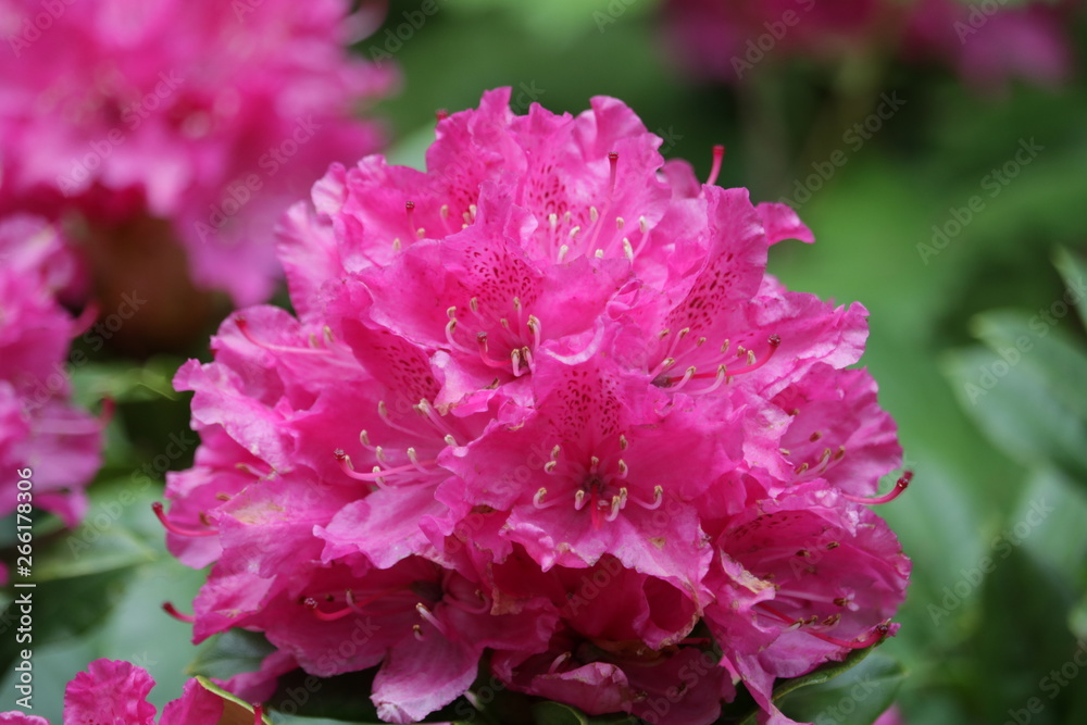 Fototapeta premium rhododendrons