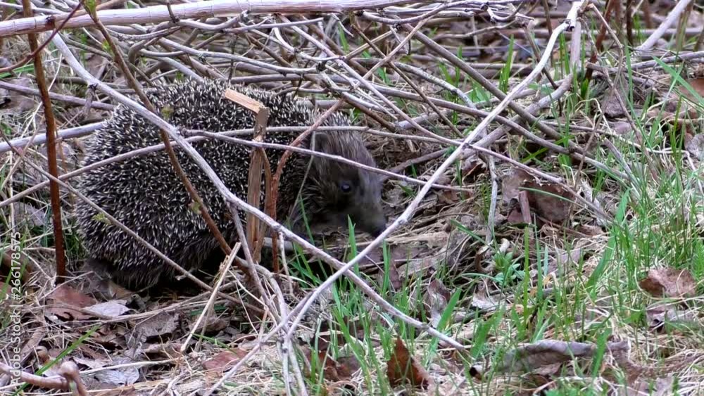 Wild hedgehog hiding in the branches of a tree. Urchin animals in their natural environment. Wild hedgehog hiding in the branches of a tree. Urchin animals in their natural environment.