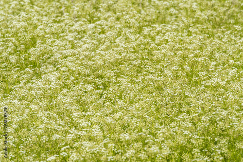 Fotografie open field with densely filled white wild flowers