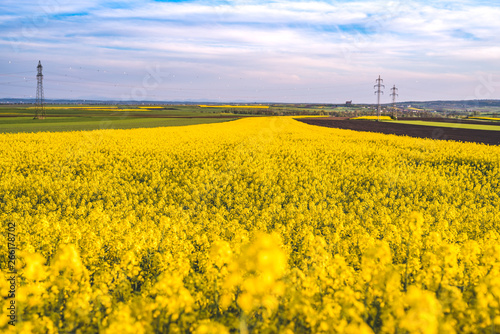 Blooming yellow rape field in the sunshine and bright blue sky in Lower Austria. In Background a high voltage power line