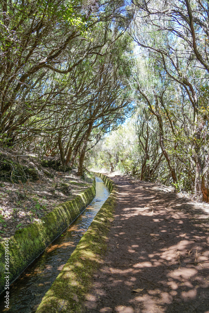Levada walk in Madeira in a summer sunny day through the forest path