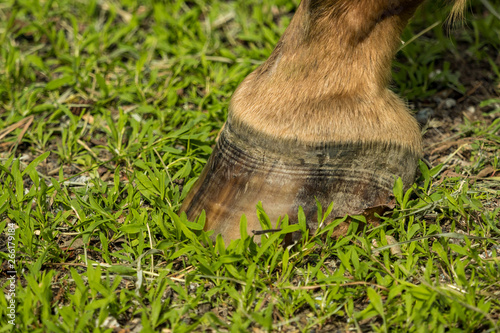 close up look of horse foot covered with brown hair on green grasses