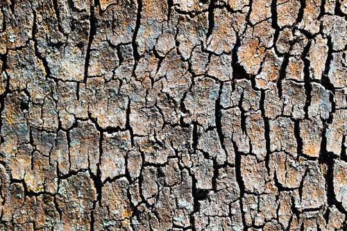 texture of bark of a tree