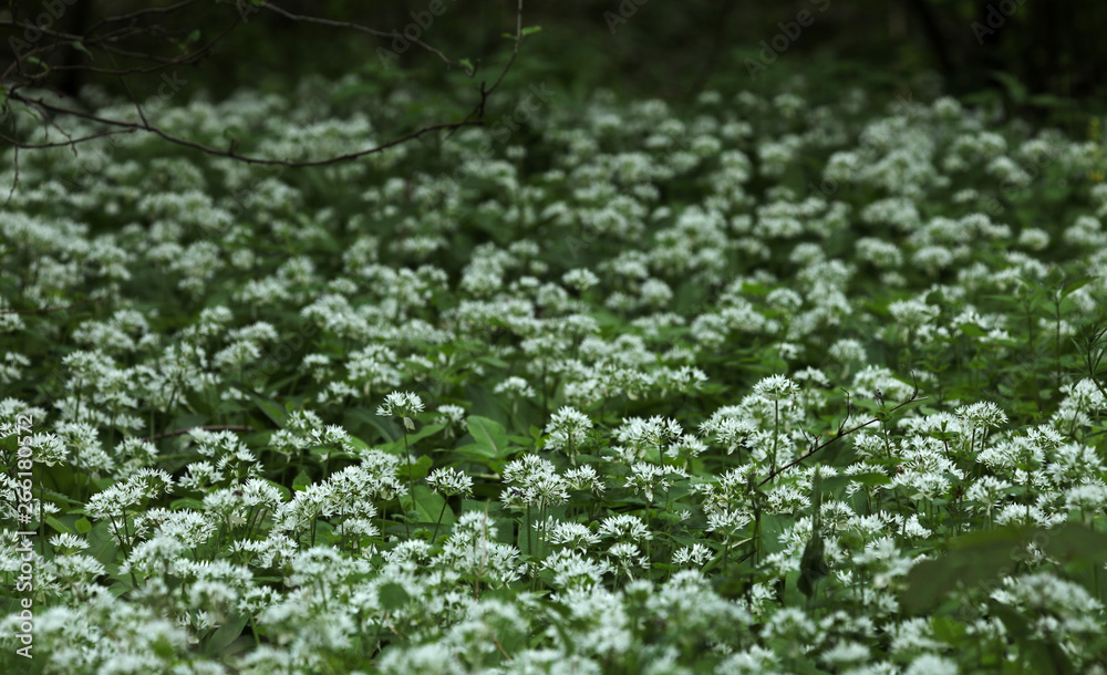 Blühender Bärlauch im Wald Blühender Bärlauch im Wald
