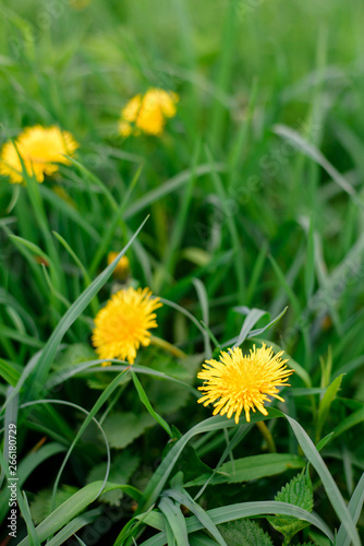 Closeup of a bright yellow blooming Sow Thistle flower, Sonchus arvensis on field of grass. Yellow dandelions in springtime, shallow depth of field, spring & summer concept. 