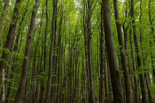 Prime beech forests in the Jasmund national park on the island of Rugen. Germany
